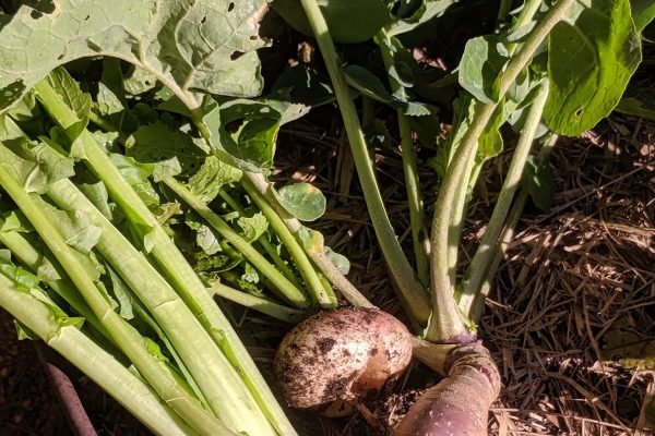 A radish, a turnip and a swede meet in a garden bed