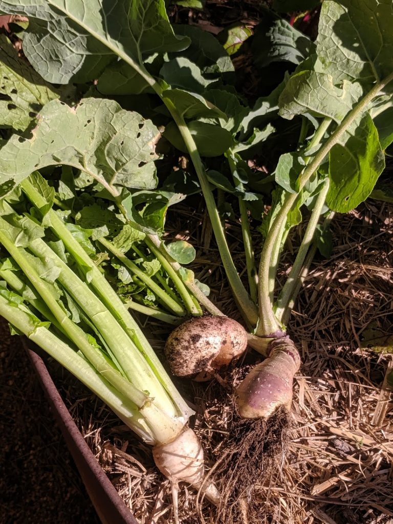 A radish, a turnip and a swede meet in a garden bed