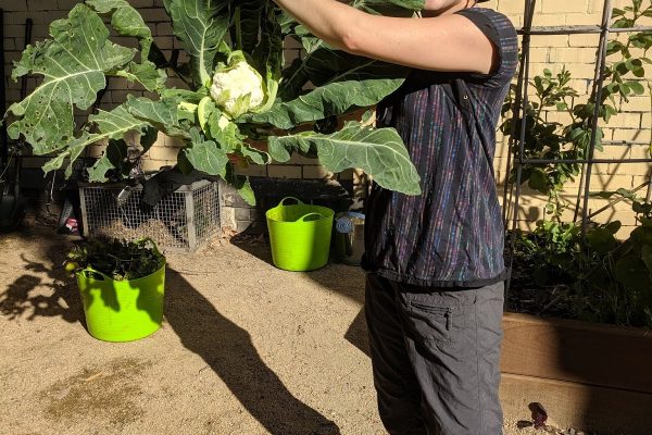 Proudly displaying cauliflower