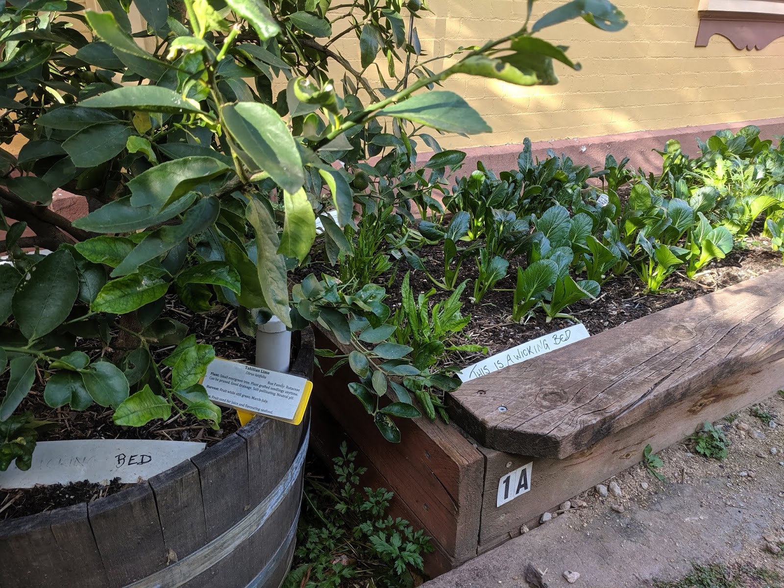 small and bigger wicking beds
