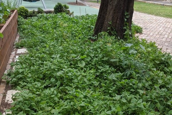 Warringal greens are liking the climate