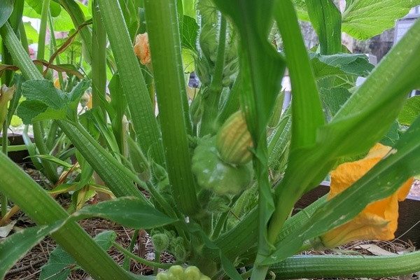 Squash starting to fruit