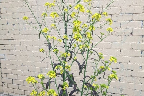 Flowering purple mustard leaf
