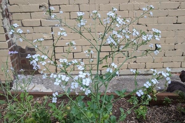 Flowering radish
