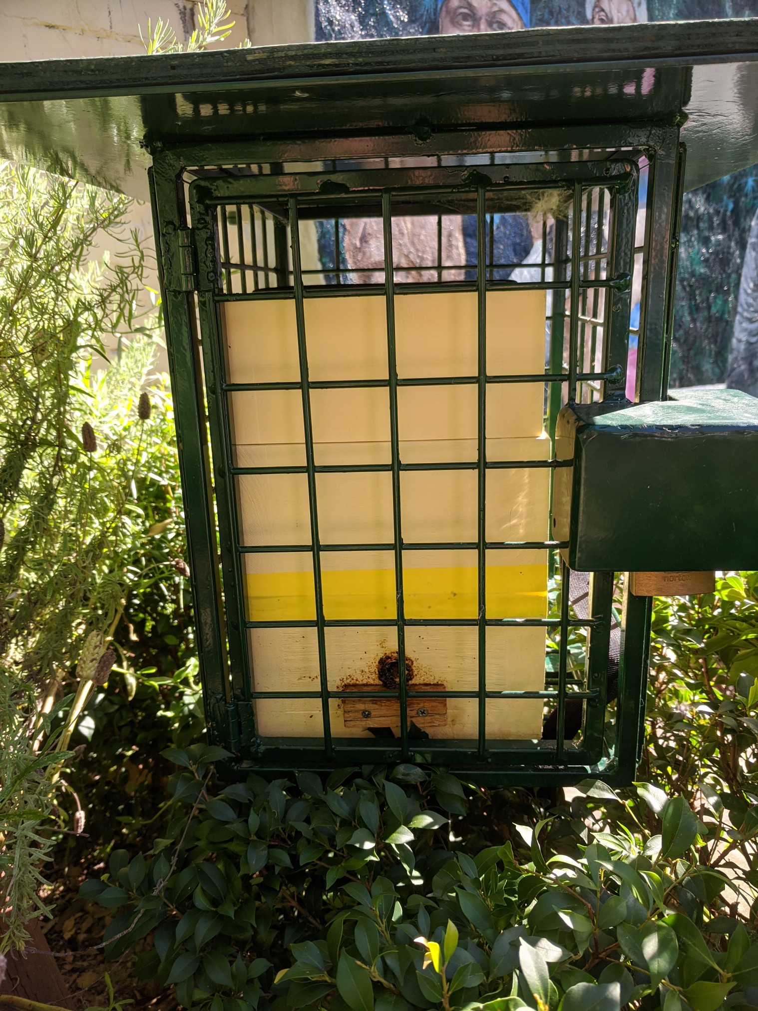 Native Stingless Bees for our garden